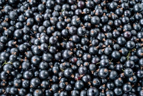 Blackcurrant Berries