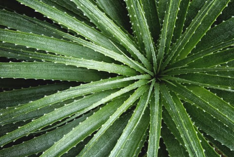 center of a green plant