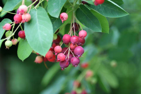 Serviceberries 