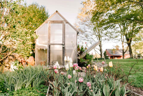 Tulips in a Garden on a Farm