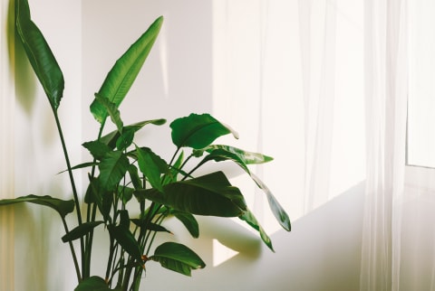 Bird of Paradise House Plant In Indirect Sunlight