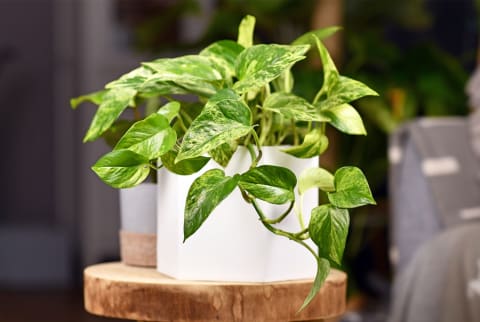 Tropical 'Epipremnum Aureum Marble Queen' pothos houseplant in flower pot stock photo