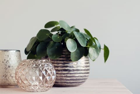 Still Life Of Pots And Candles With A Chinese Money Plant