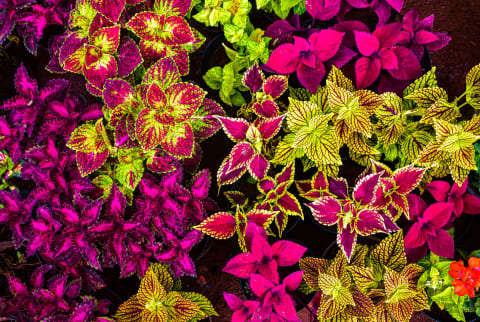 Colorful picture of different coleus leaves with borders of different colors making it the best background stock photo