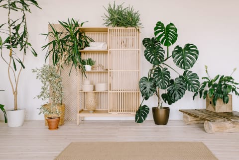 Minimalistic interior with a wooden shelf and houseplants