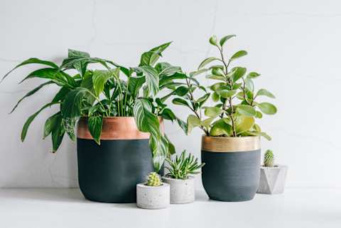 Houseplants and succulents in clay and concrete handmade pots Houseplants and succulents in clay and concrete handmade pots