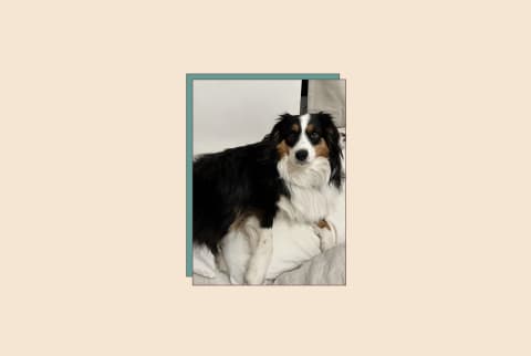 ChomChom Review for dogs with dog on bed in image taken by author