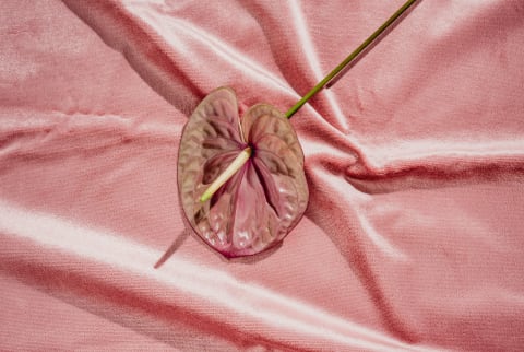 Anthurium Flower on a Velvet Background