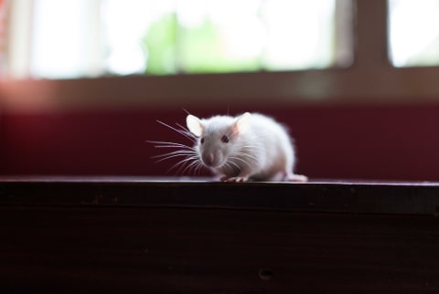 white rat on windowsill 