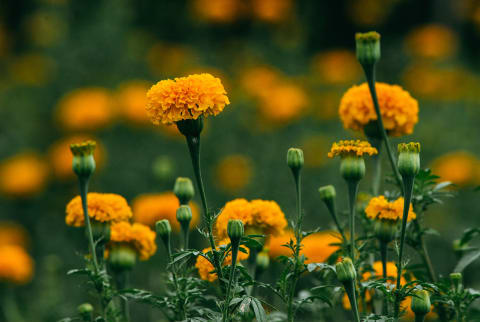 yellow marigold flowers