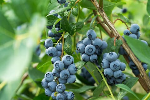 Blueberries