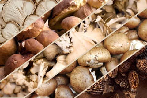 13 different types of mushrooms