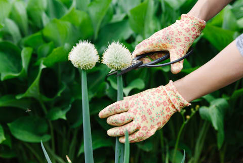 Want To Make Garden Flowers Look More Full & Vibrant? 2 Words: Flower Pinching