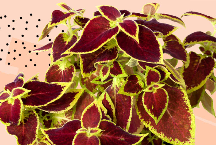Forskolin: This Little-Known Herb Might Be The Key To Lasting Weight Loss & Cortisol Control