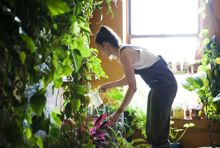 6 Habits Of A Plant-Care Expert