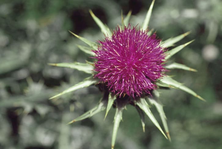The Anticipatory Hangover Cure + 6 Other Beauty Benefits Of Milk Thistle