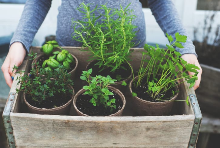 8 Home-Grown Plants & Herbs For Naturally Glowing Skin