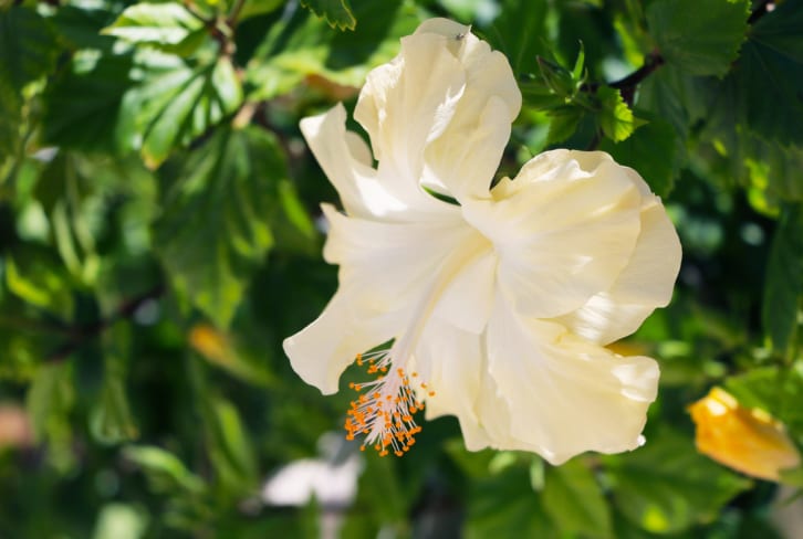 How To Grow & Care For Hibiscus Flowers At Home