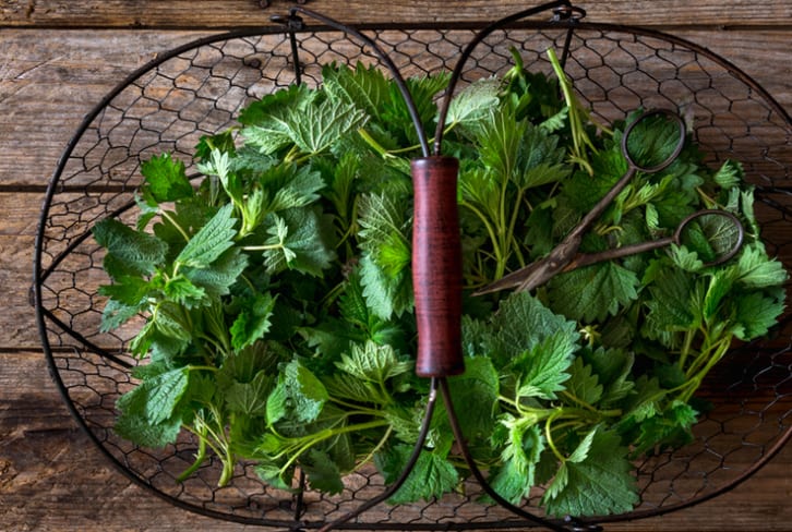 Beat Your Hangover Naturally With These Healing Herbs