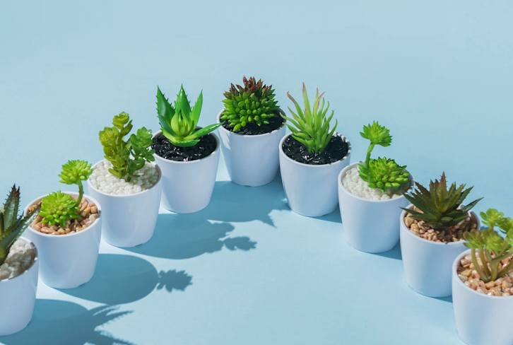 6 Questions You Should Always Ask Before Buying A New Plant