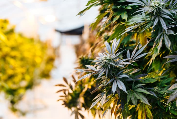 What's The Difference Between CBD & THC? Here Are All Your Cannabinoid Questions, Answered