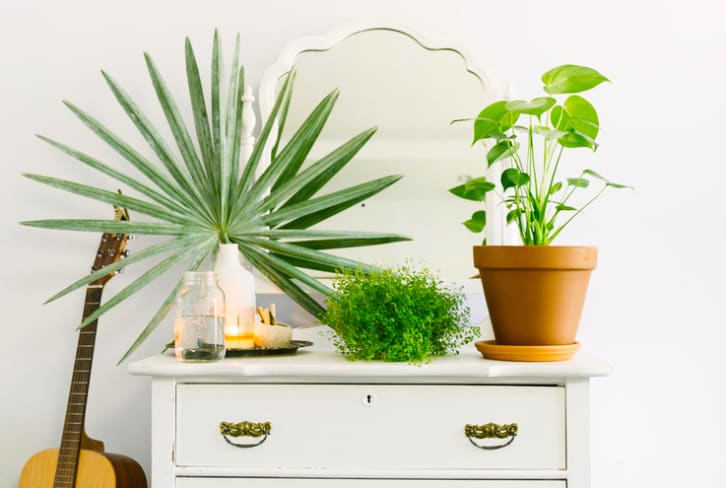 Houseplants 101: Everything You Need To Know To Start An Indoor Jungle