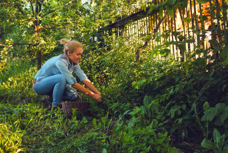 Here's How To Safely Forage Your Own Food Outdoors