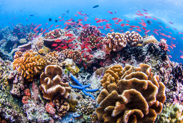 Heads Up: Your Mineral Sunscreen May Not Actually Be Reef-Safe + What That Means