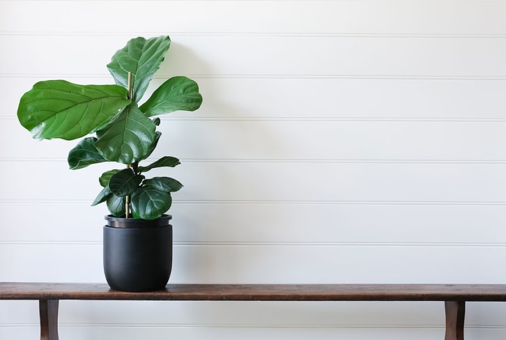 This Tall Houseplant Is So Finicky, But We've Got The Secret To Keeping It Alive