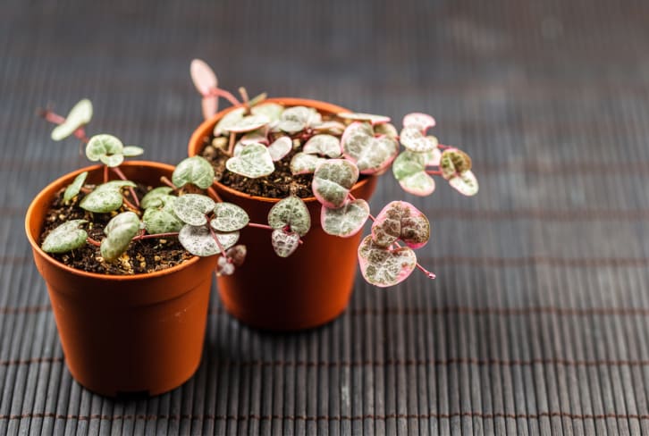 This Delicate-Looking Plant Is Actually Shockingly Hardy