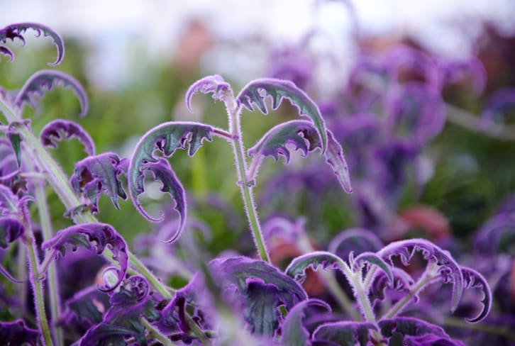 Love The Color Purple? Here's What To Know About Its Spiritual Meaning