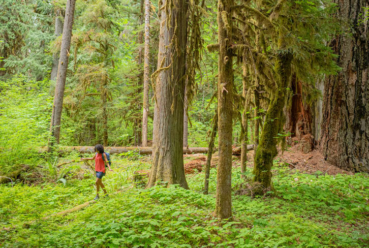 3 Ways To Harness The Healing Power Of Nature — And How To Give Back In Return