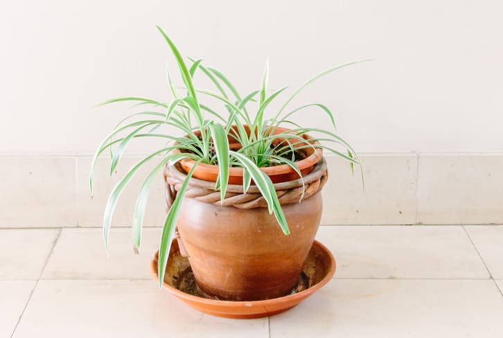 How To Care For The Funky Spider Plant So It Multiplies Before Your Eyes