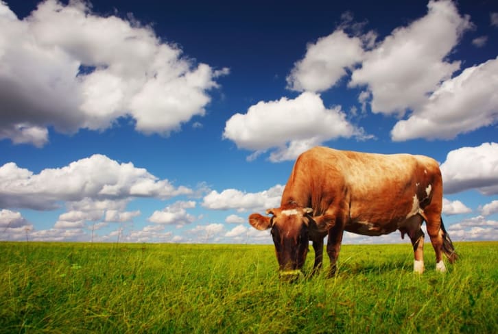 5 Reasons Why You Should Be Mindful Of Factory-Farmed Meat