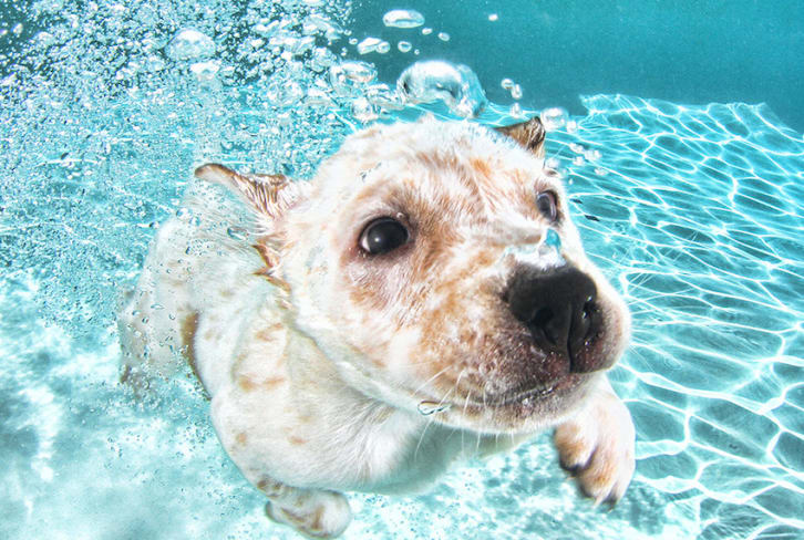 Cute Photos Of Puppies Swimming Underwater (Why Not?!)