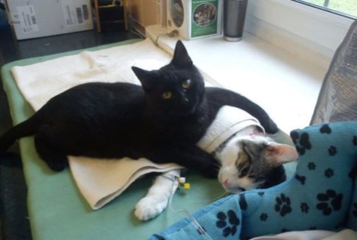 This Cute Cat Is A Nurse At A Polish Animal Shelter (Yes, Seriously)