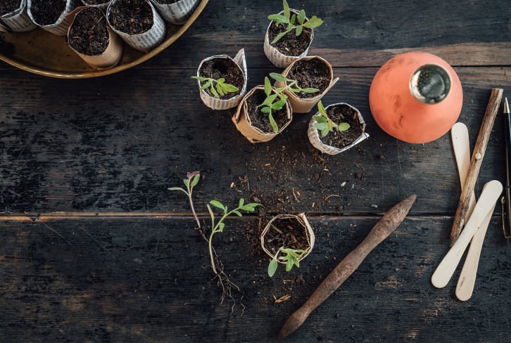 6 Seed Starter Kits That'll Take Your Plants From Zero To Hero