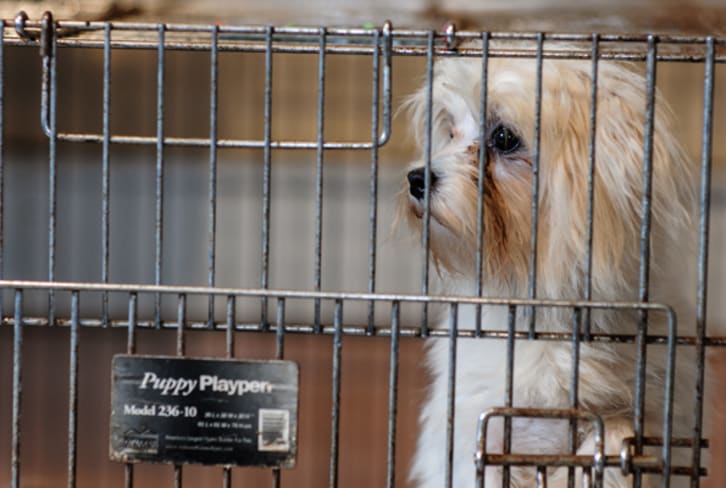 4 Ways To Stop Puppy Mills (And Why You Should Care)