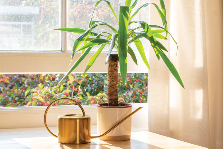 This Tropical Tree Thrives As A Houseplant: Just Be Sure To Get The Right Type