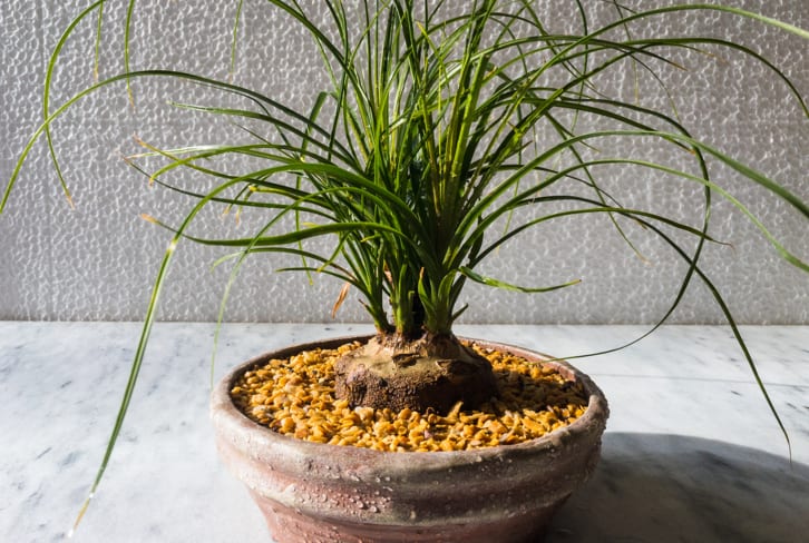 Found It: A Striking Houseplant You Won't Have To Worry About On Vacation