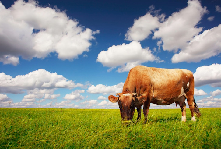5 Reasons Why You Should Be Mindful Of Factory-Farmed Meat