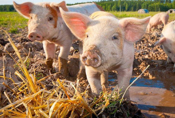 Read article: What I Learned From Dinner With An International Vegan Hero