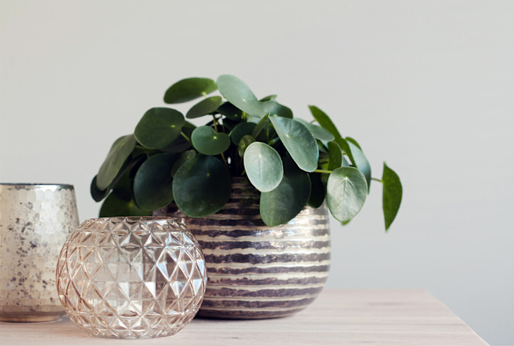 This Plant Is A Lucky Charm — And It Will Totally Thrive In Your Home