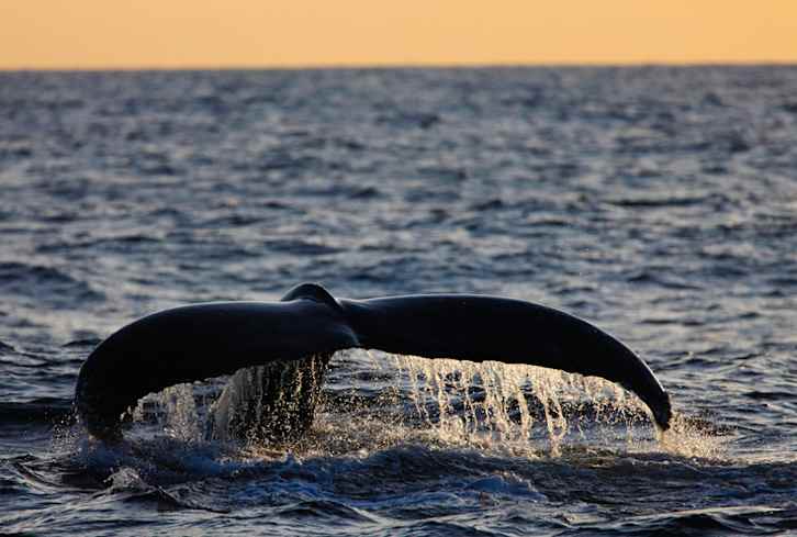 What I Learned From Hugging A Whale