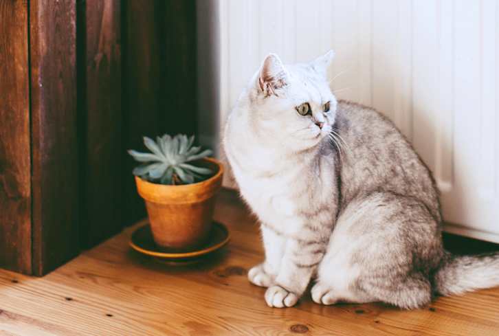 These Natural, Protein-Rich Burgers Make Your Cat Actually Love You