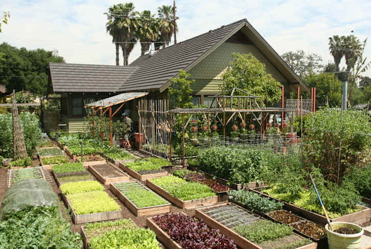 Meet The Family Growing 6,000 Pounds Of Food A Year In Their L.A. Backyard