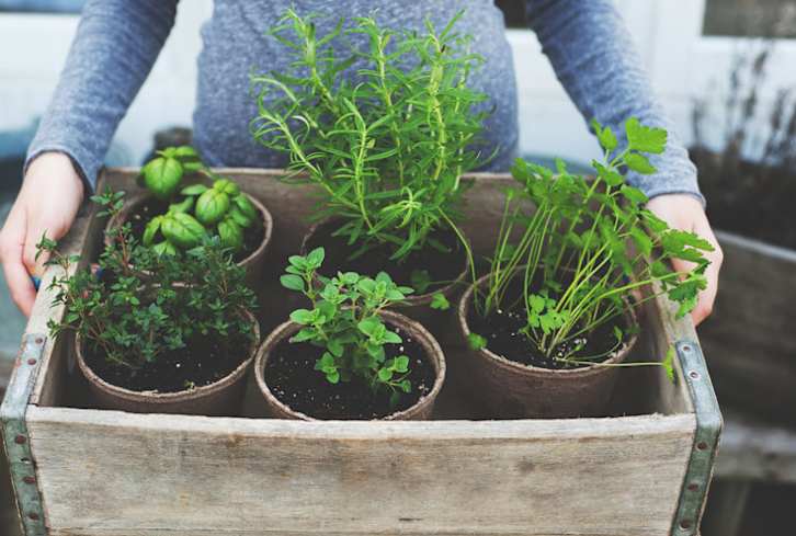 8 Home-Grown Plants & Herbs For Naturally Glowing Skin