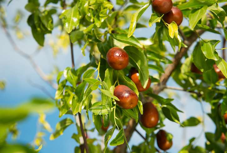 This Funky Fruit Can Help You Fall Asleep Fast & Wake Up Energized