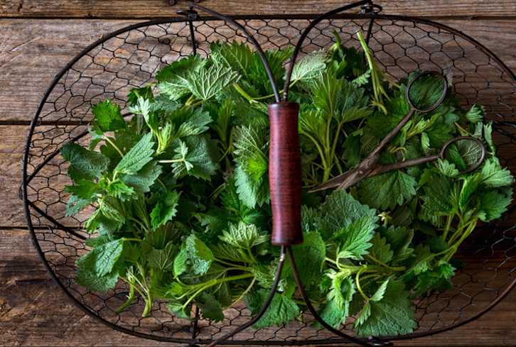 Beat Your Hangover Naturally With These Healing Herbs
