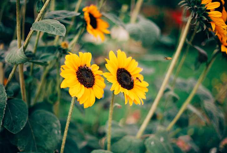 4 Simple Ideas You Can Do Right Now To Help Save The Bees